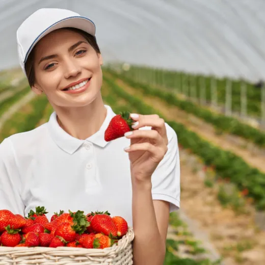 Сборщик урожая