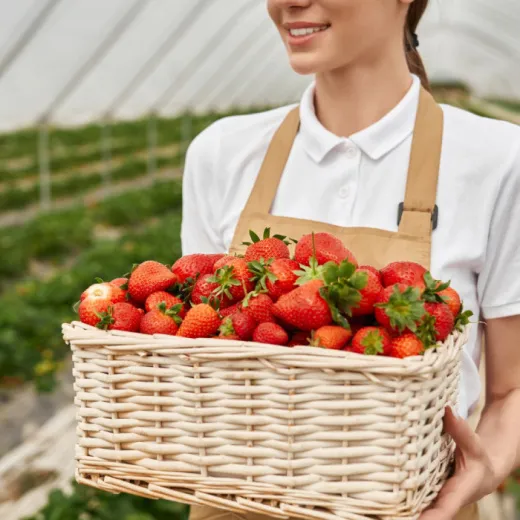 Сборщик урожая